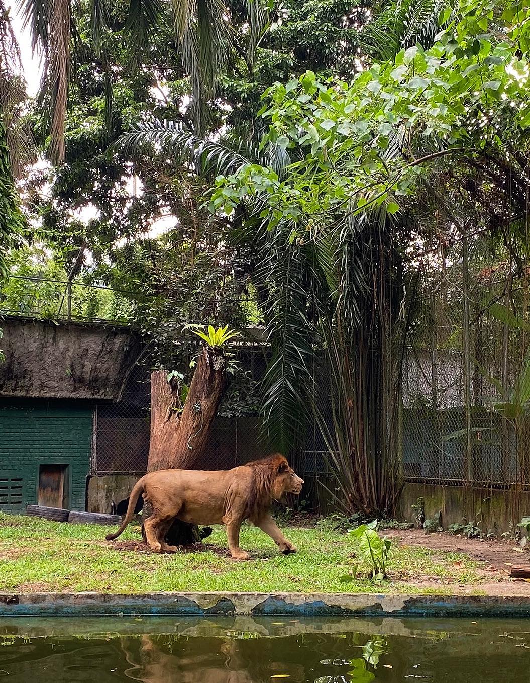 Zoo Negara Malaysia + Giant Panda Admission Ticket (Open Date 3 Months ...